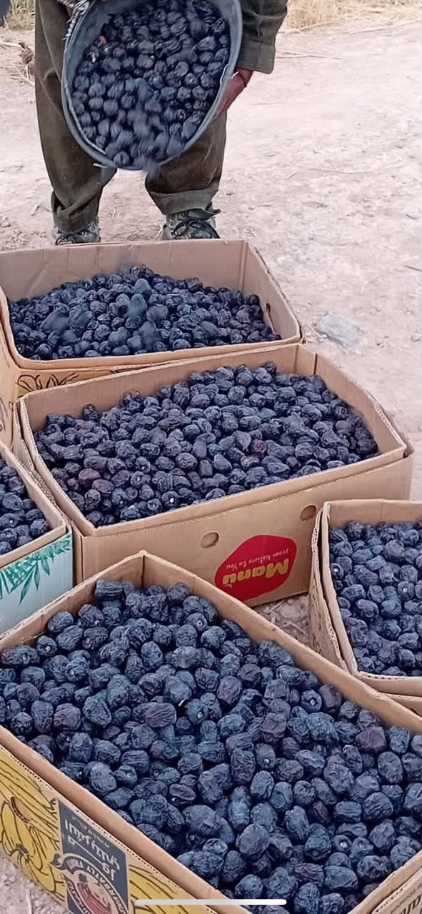 5kg Ajwa dates export-grade carton